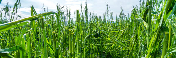 istock heavy storm and hail destroyed agricultural field 1498954423