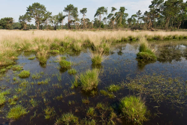istock Landschap van Strabrechtse Heide, Landscape at Strabrechtse Heide 1498955749