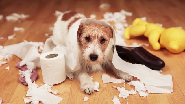Funny dog after chewing a toilet paper and shoe, separation anxiety or puppy training