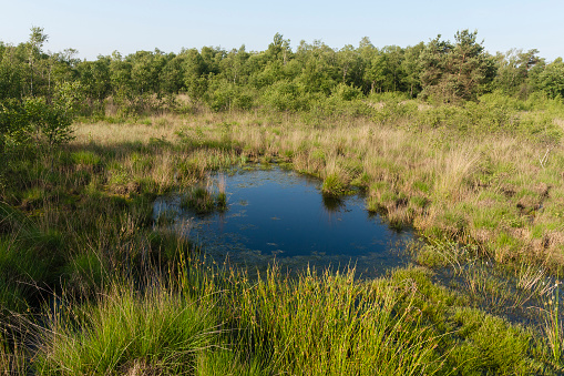 View of prairie pothole and cattails.