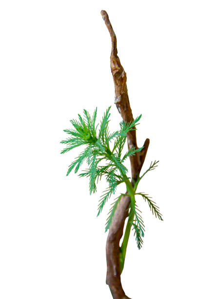 Aquatic plant Myriophyllum aquaticum twining around dead logs isolated on white background with clipping path Aquatic plant Myriophyllum aquaticum twining around dead logs isolated on white background with clipping path myriophyllum aquaticum stock pictures, royalty-free photos & images