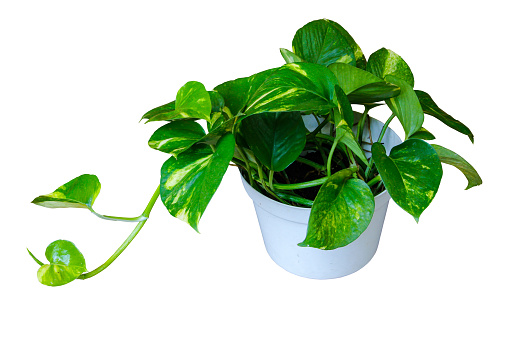 Heart shaped green variegated leave hanging vine plant (Epipremnum aureum) popular foliage tropical houseplant in white pot isolated on white with clipping path.