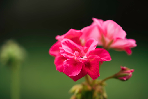 plant known as eleven o'clock in a garden in Rio de Janeiro.