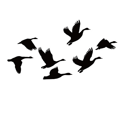 Canada goose silhouette design. wild duck flying in group.