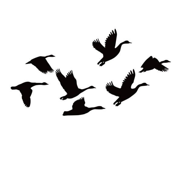 Canada goose silhouette design. Canada goose silhouette design. wild duck flying in group. mallard duck stock illustrations