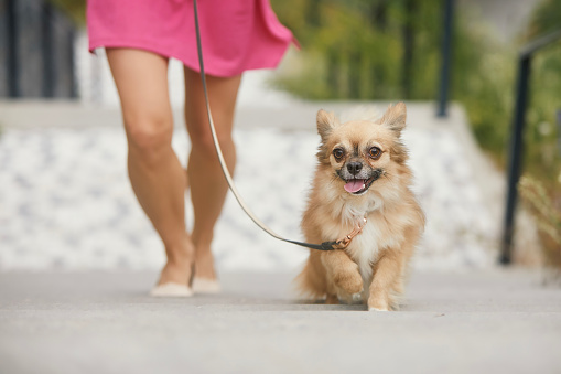 Woman on walk with dog. Happy chihuahua on pet leash running up to stairs.