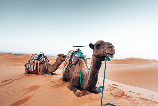 Herd of camels walking on country road against sand dunes in desert landscape. Abu Dhabi, United Arab Emirates