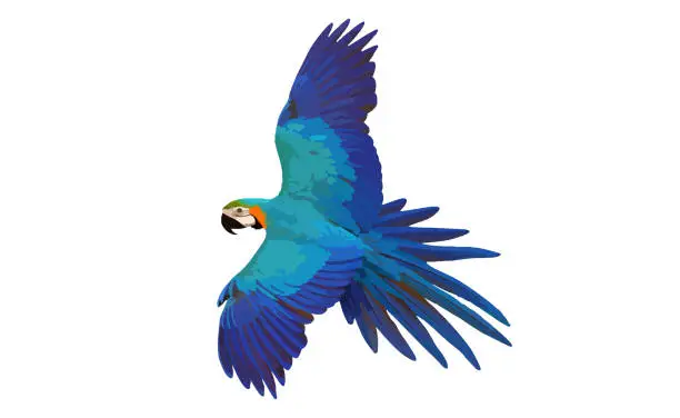 Vector illustration of Parrot