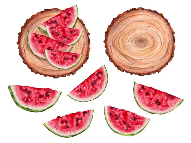 Vector illustration of Composition with watermelon slices. Set of wooden stumps, watermelon slices. View from above. Collection of fruits.