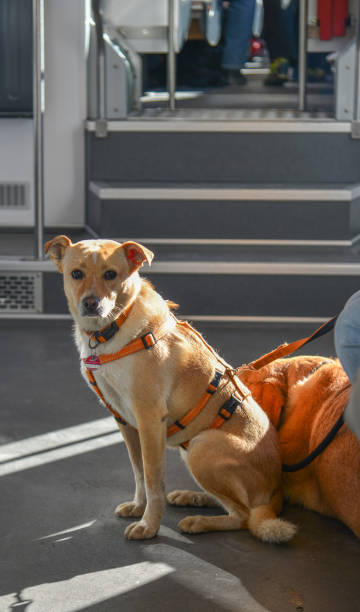 istock A cute dog sitting on the train 1498978216