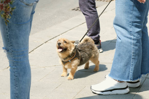 istock Norwich Terrier dog on a leash looks at a passerby 1498980251