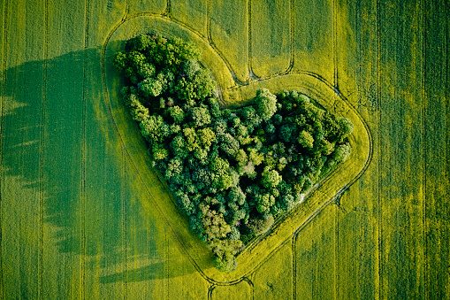 Heart in narure. Landscape with heart shape trees in rapeseed field, aerial view