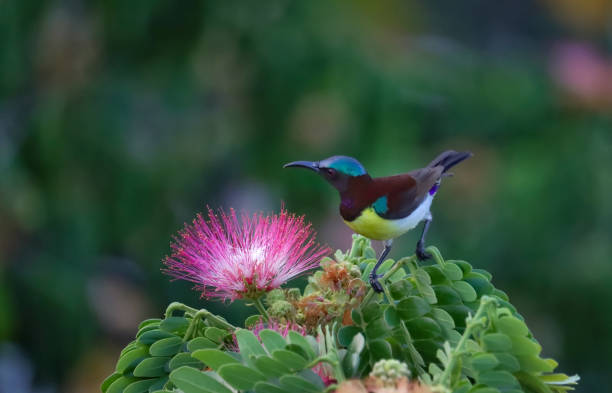 istock Purple-rumped Sunbird 1498980412