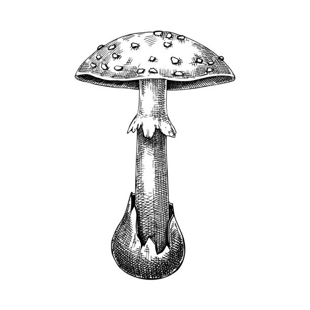 유독 한 버섯 스케치 - 알광대버섯 stock illustrations