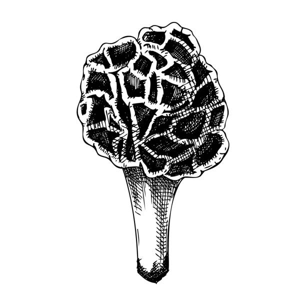 유독 한 버섯 스케치 - 알광대버섯 stock illustrations