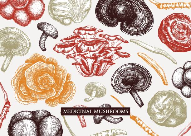 illustrations, cliparts, dessins animés et icônes de fond de champignons - ayurveda