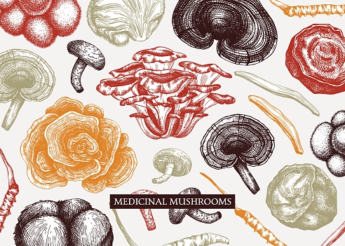 Medicinal mushroom vector background. Sketched adaptogenic plants banner design. Perfect for traditional medicine recipe, menu, label, packaging. Magic fungi sketches in color