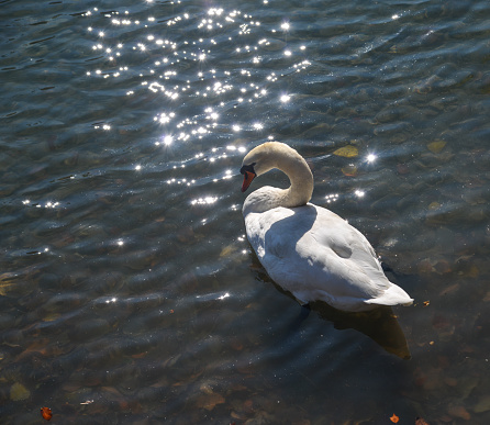 Beautiful swan swimming in crystal clear water of mountain lake.