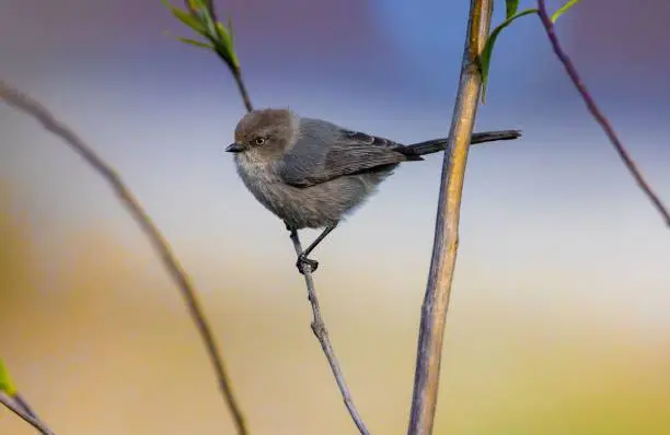 A small bushtit perched atop a slender branch adorned with green foliage, appearing to survey its surroundings