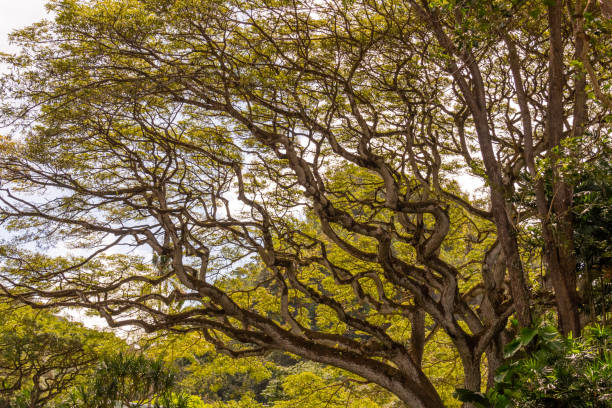 istock Stunning Hawaiian landscape on Oahu, Honolulu during spring time. 1498981938