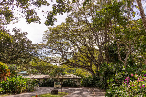 istock Stunning Hawaiian landscape on Oahu, Honolulu during spring time. 1498981945