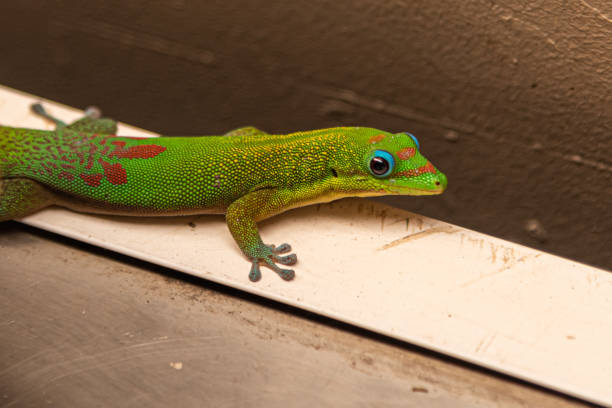 istock Stunning Hawaiian gecko with blurred background 1498982117