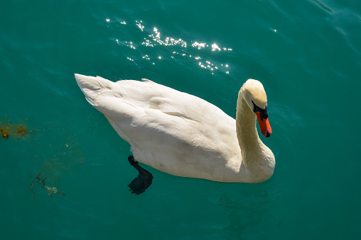 Beautiful swan swimming in crystal clear water of mountain lake.