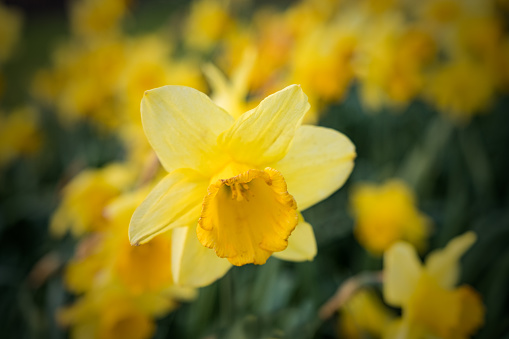 Spring Daffodils In The Flower Borders At The Vyne, Hampshire