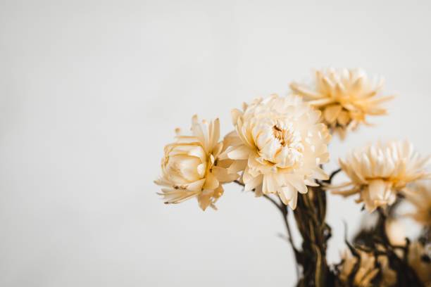 istock Bouquet of white flowers 1498984187