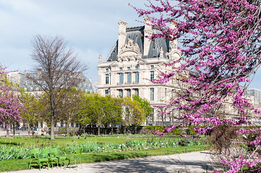 Tuileries Garden with a Judas tree / redbud tree, and Louvre in background. Paris in France. April 12, 2023