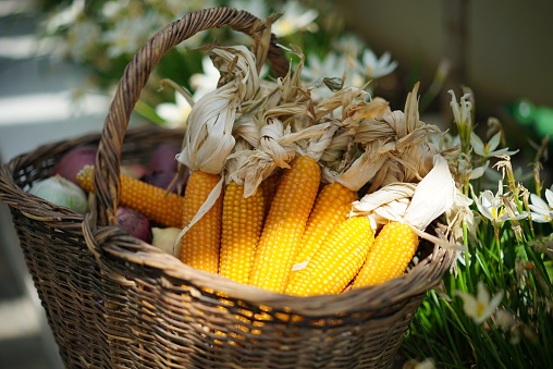 Fresh vegetables picked from the garden in the basket (corn, apple, potato)