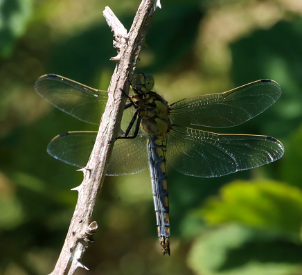 A beautiful closeup of a Broad Bodied Chaser Dragonfly