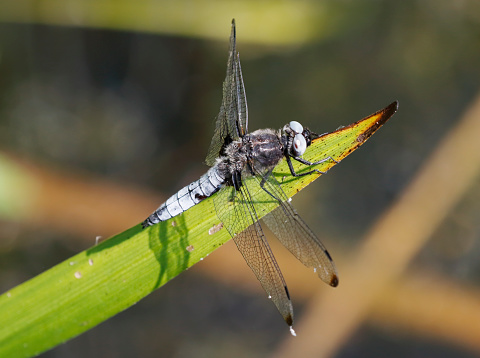 Close-up of a four-spotted chaser, Libellula quadrimaculata, or four-spotted skimmer dragonfly resting in sunlight on green reeds. cool concept