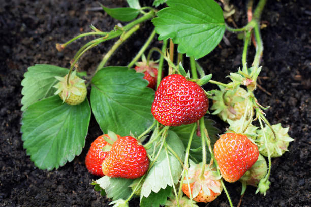 istock Ripening garden strawberries (Fragaria × ananassa) 1498989556