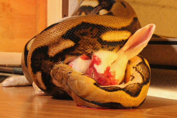 410+ Blood Python Pics Stock Photos, Pictures & Royalty-Free Images ...