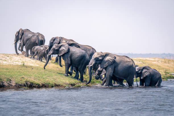 istock African bush elephants walk out of river 1498992533