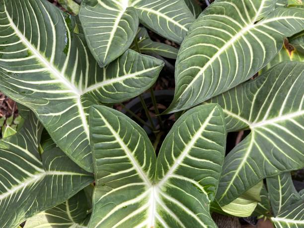 istock Caladium lindenii (xanthosoma) plant leaf texture for background 1498992776