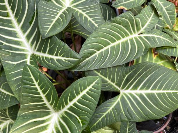 istock Caladium lindenii (xanthosoma) plant leaf texture for background 1498992949