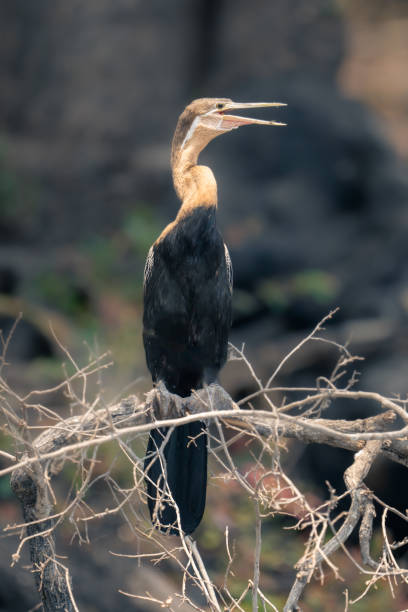 istock African darter opens mouth on tangled branches 1498993291