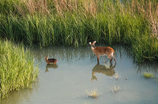 Whitetail deer doe and fawn in water among reeds. View from above.