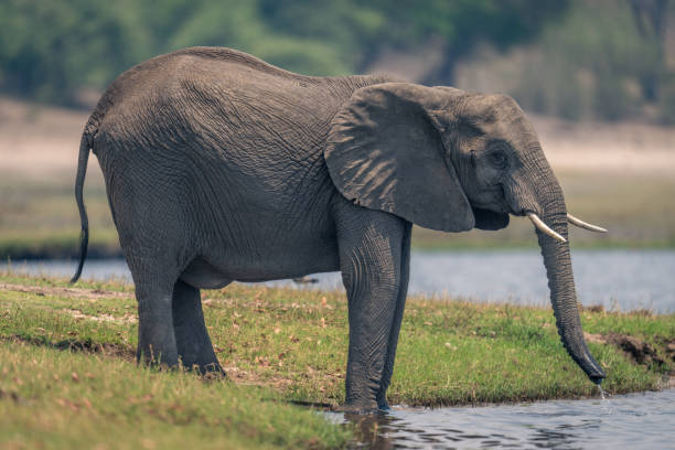 istock African elephant stands dribbling water from trunk 1498994158