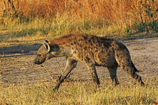 Spotted Hyena, crocuta crocuta, Adult, Moremi Reserve, Okavango Delta in Botswana