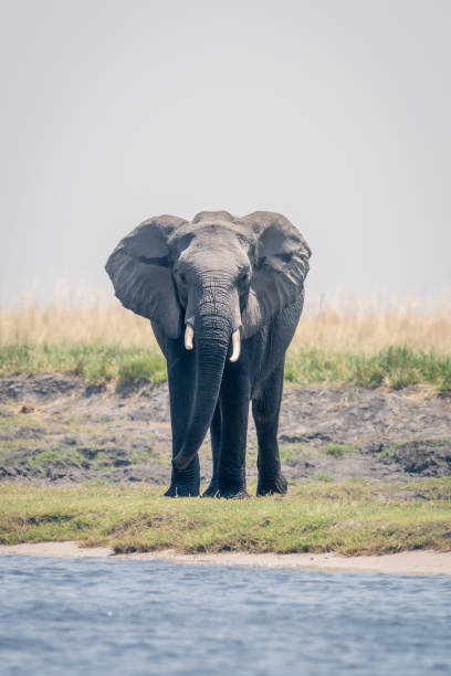 istock African elephant stands facing camera on riverbank 1498994215