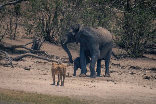 African elephant stands guarding calf from lioness