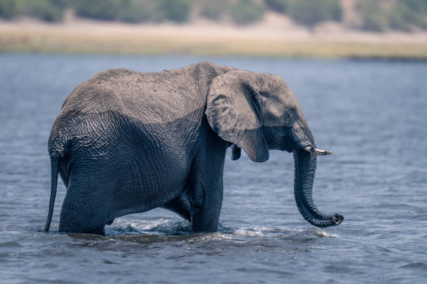 istock African elephant stands in river curling trunk 1498994249