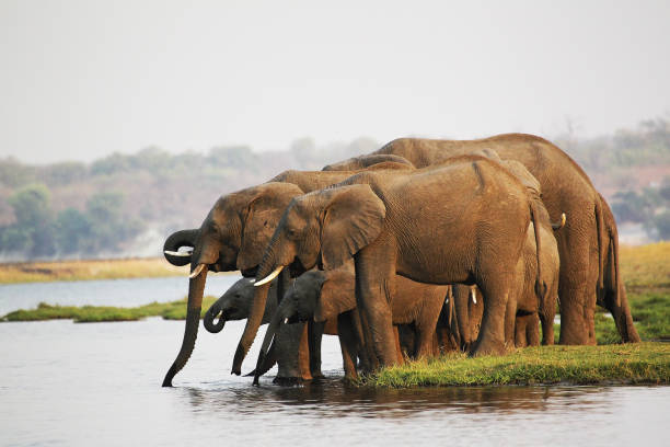istock African Elephant, loxodonta africana, Herd drinking at Chobe River, Botswana 1498994725