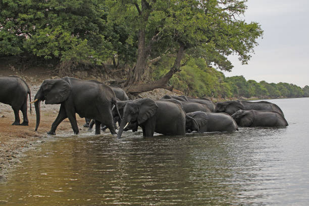 istock African Elephant, loxodonta africana, Herd crossing Chobe River, Botswana 1498994737