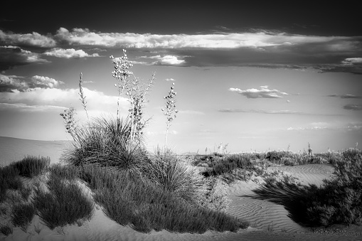 Dune landscape in Norddeich at winter, North Sea, East Frisia, Lower Saxony, Germany-Black and white Image