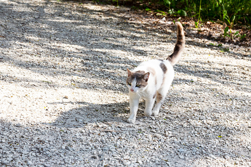cat with extended tail walking on the street in the summer