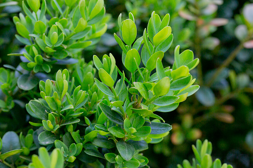 Photo showing the fresh shoots growing on a variegated box / boxwood shrub in the garden.  The latin name for this compact evergreen shrub is Buxus Sempervirens 'Variegata'.